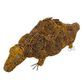 Beaded Pangolin