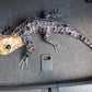 Coffee Pod Gecko