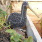 Large Beaded Hadeda