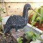 Large Beaded Hadeda