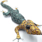 Coffee Pod Gecko