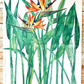 Tea Towels - Strezlitzia